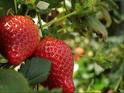 cultivo de frutillas