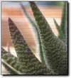 Cultivo de Aloe Vera