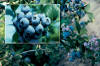 inversion en blueberries