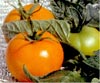 cultivo de tomates
